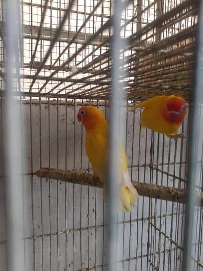 love bird Fisher Personata