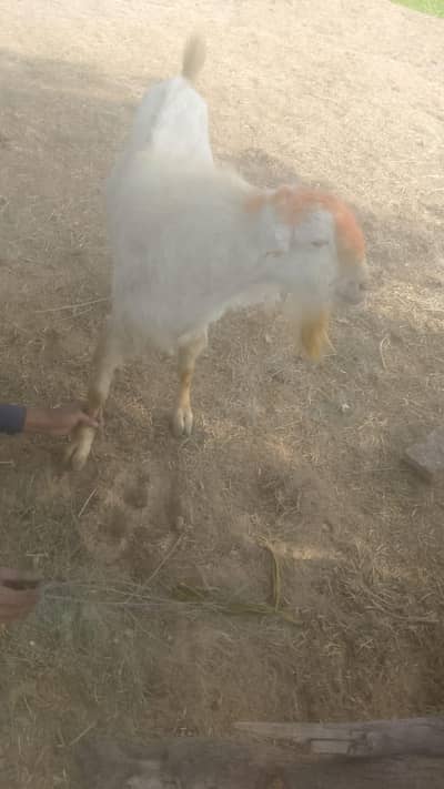gulabi breeder healthy and active pair