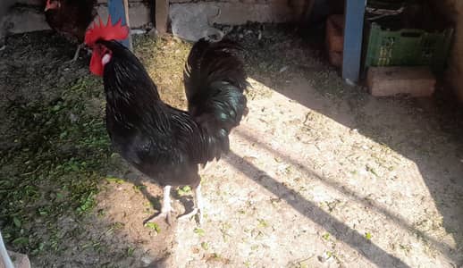 Australorp hen male for sale