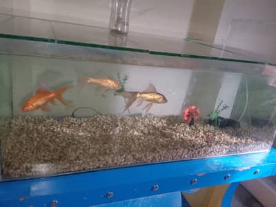 4 foot huge Fish equilibrium with fishes New
