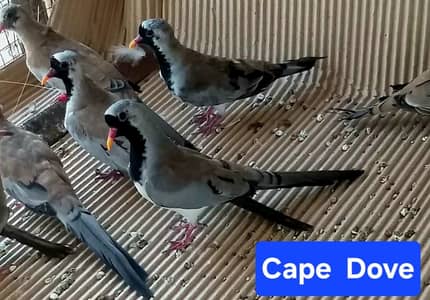 Cape Dove /Doves / Doves For Sale / Qumri / Fakhta / All kind of Doves
