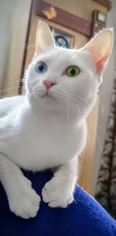 Odd Eyes Turkish Angora