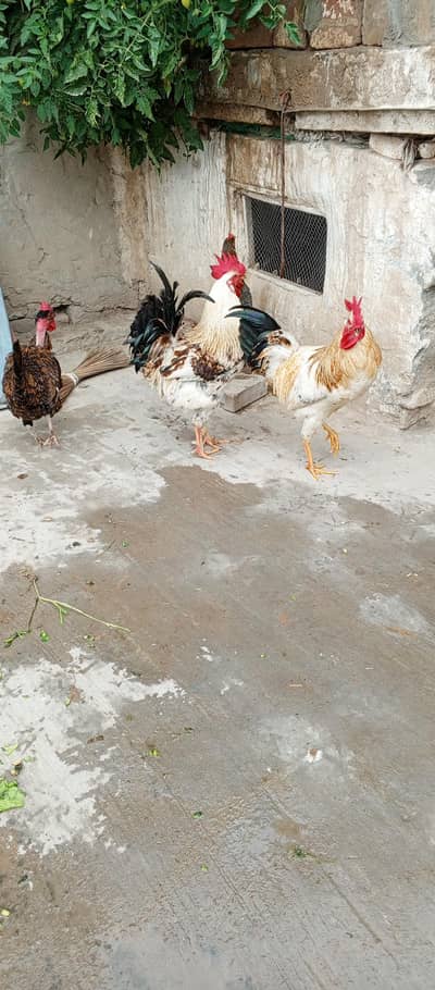 anda Dana wali murgia