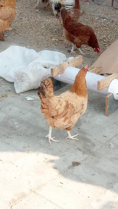 Golden buff & Golden misri