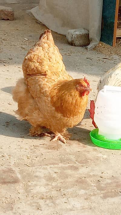 Golden buff & Golden misri