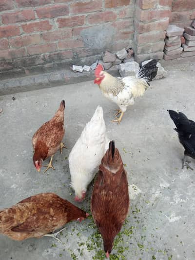 Golden Misri For sell