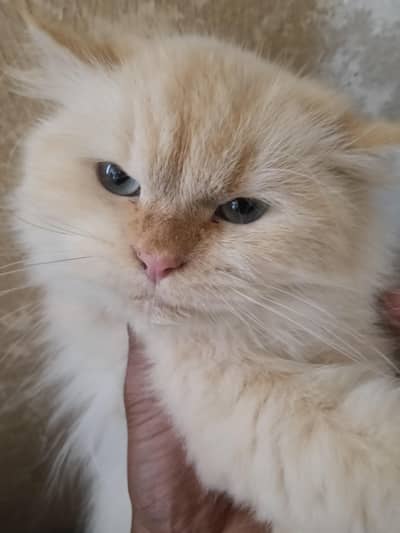 Persian Cat