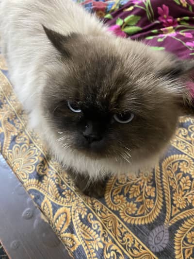 Persian male cat healthy