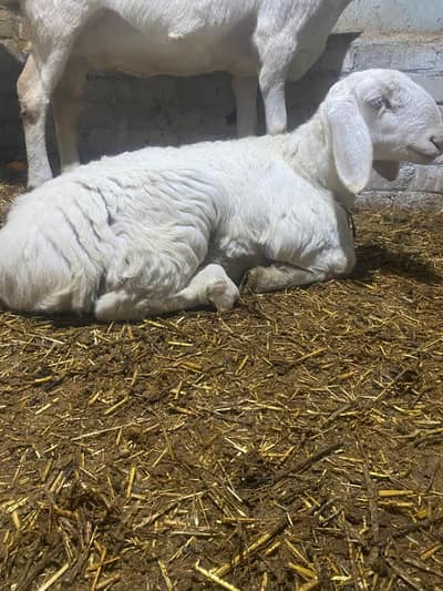 talagani bacha for sale