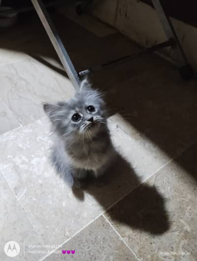 Persian Kitten for sale