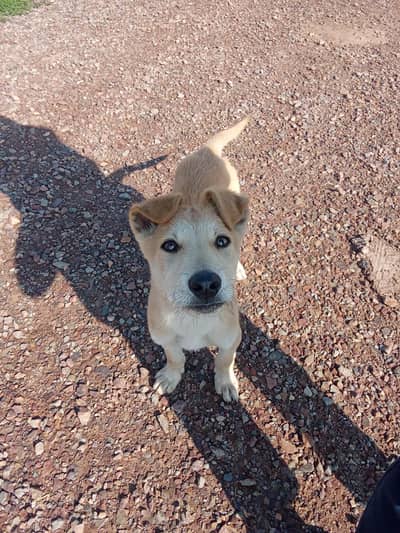 03041477200 is number per rabta kara