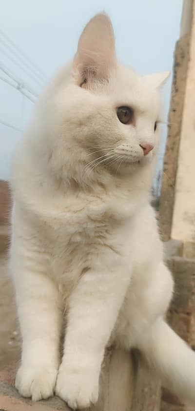 Triple coated male Persian cat