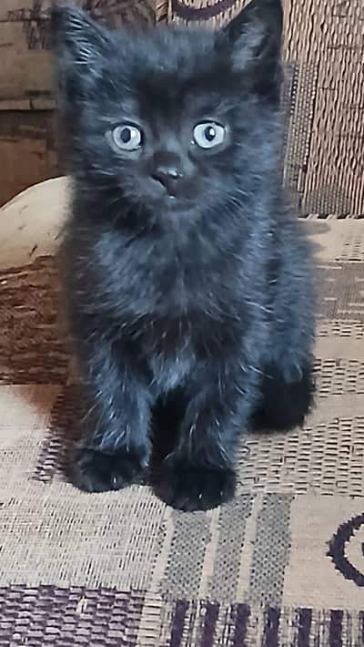 beautiful,  attractive , healthy and active kitten