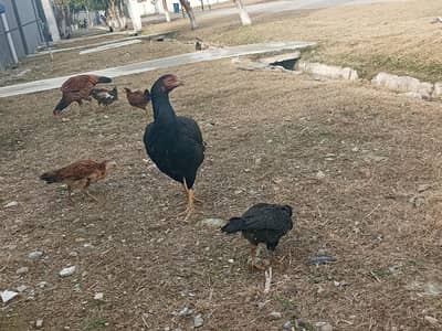 pure mushki or lakhi aseel murgia bacho k sath from sale 03423356365