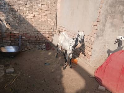 do female bacha ha gis bhai ko lani ho rabta kar la