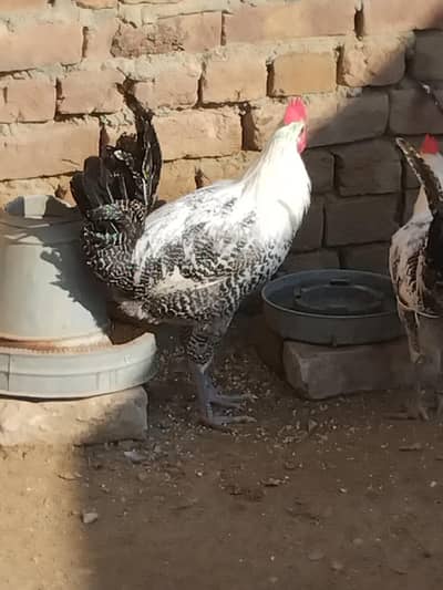 اتدسی مرغے 1500 سو روپے کلو  فتح پور روڈ  گجرات