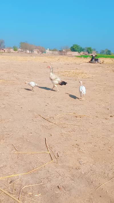 cheeni Madi with 2 white chicks Whatsapp 03120689129