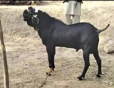 desi Bakra for sale WhatsApp/03274970754)