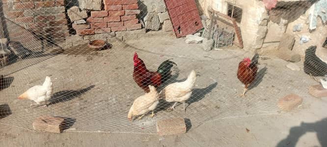 breeder 2murga or egg  lying 4murgyan high quality  03266174908