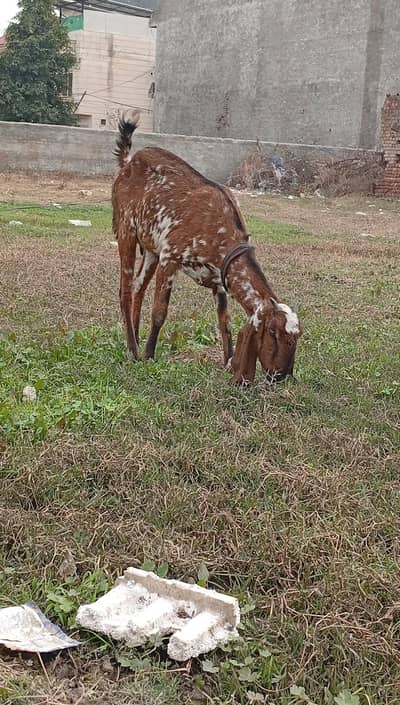 khali bakri makhi cheni 6 dant