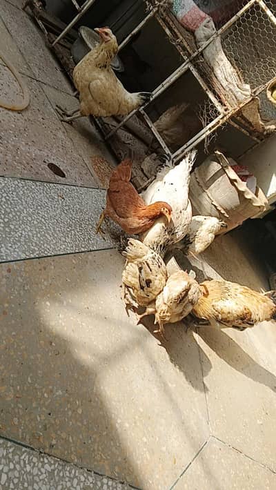 live Sussex pair available good health and active