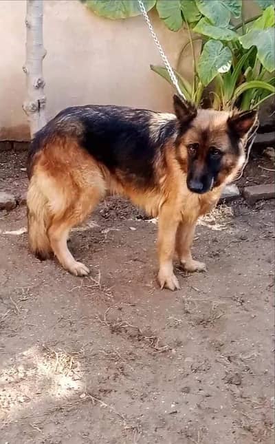 Double coat German shepherd female
