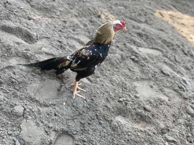 high quality patha available