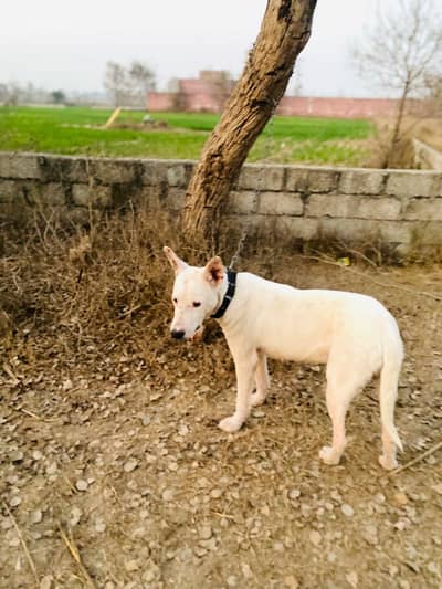 khata Gultar ; Pure White Colour