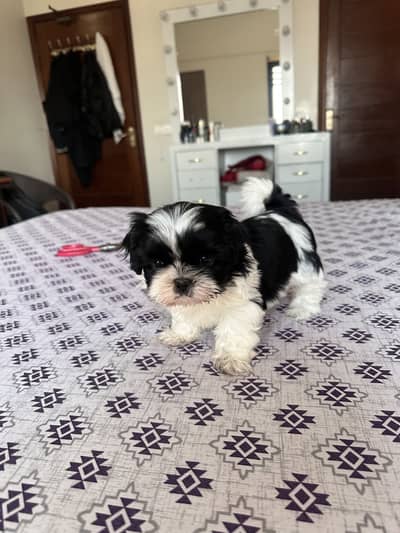 Shitzu Male Puppy