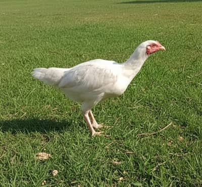 Paper White Heera Aseel For sale