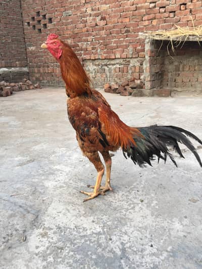 Burmi Bannat Male Drummer Pakoye Female For sale