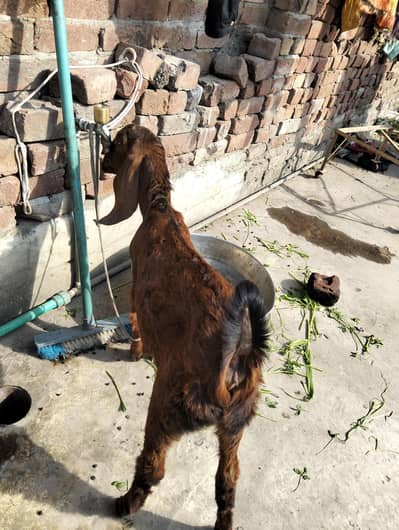 Sasti Bakri for sale Munasib rate