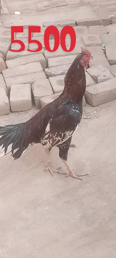 Aseel and Desi murga murgi