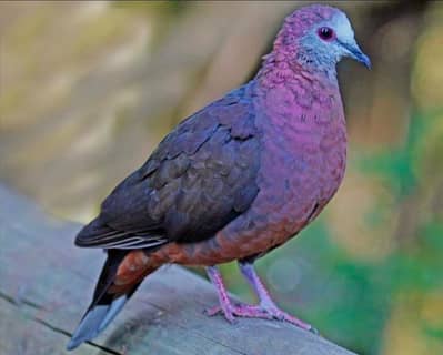 Aplopelia Dove /Dove /Doves For Sale /Qumri /Fakhta /All kind of Doves