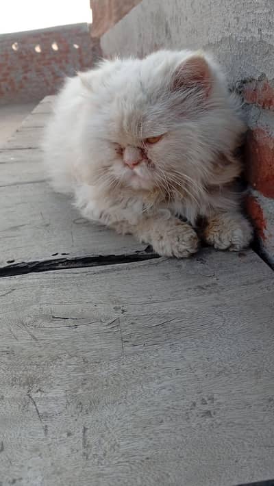 male not for sale only meeting