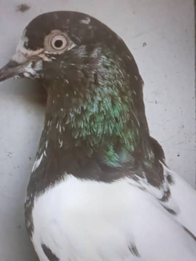 teddy and otherd breeds  phatay for sales