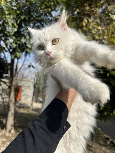 Persian Double-Coated White Cat 