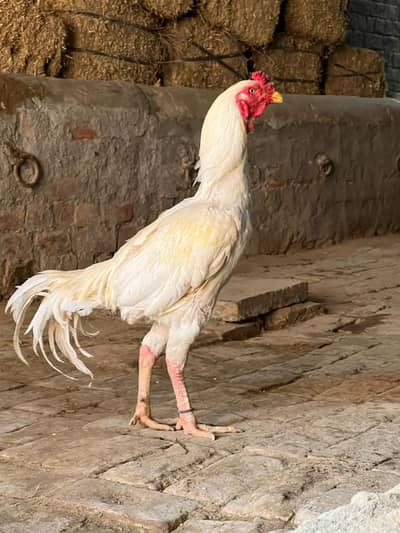 TOP QUALITY HEERA BREEDER