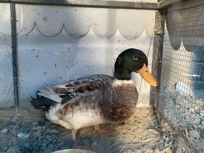2 male ducks for sale