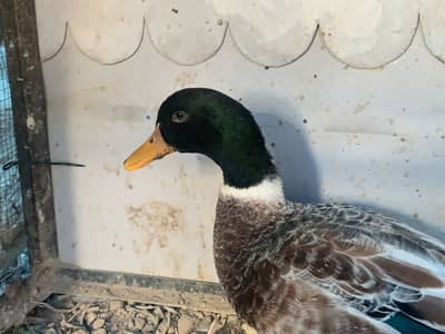 2 male ducks for sale