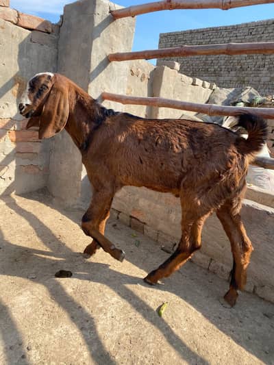 bakry or بکروں کے بچے