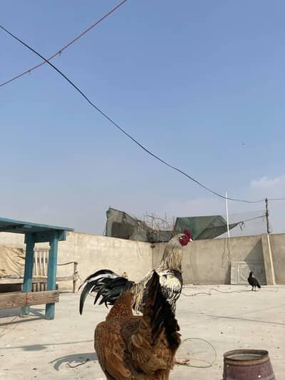 2 murghi or 1 murgha