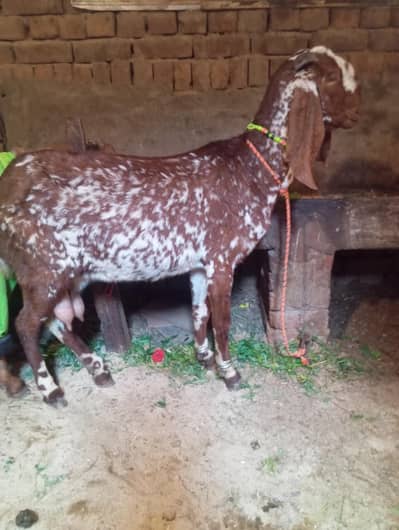 pour makhi chini 45 din ki kras 03141446467