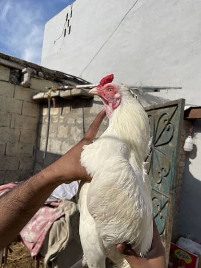 Aseel heera for sale