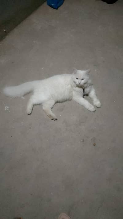 persian cat
