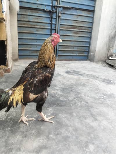 aseel jawa/ aseel patha/ Jawa/ jawa aseel/ Pakistani jawa/