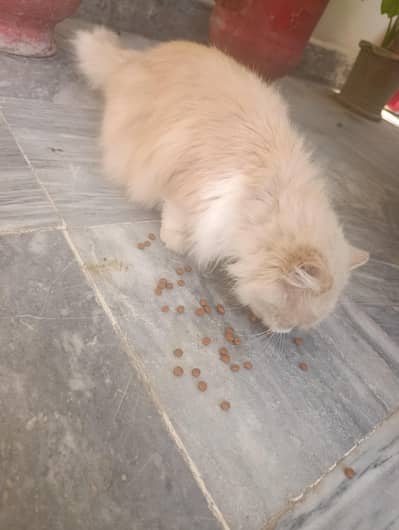 Persian Cat Triple coat