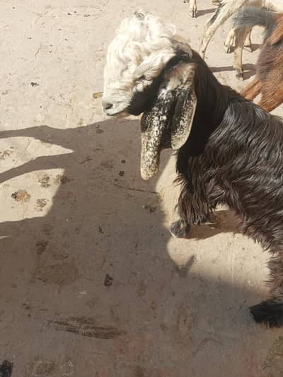 phari bakra for sale Ghar ka Pala howa cute sa 03153875996