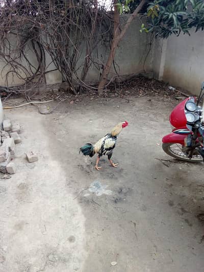 aseel murgha for sale