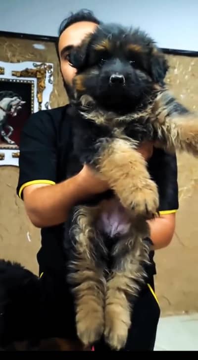 German shepherd long coat